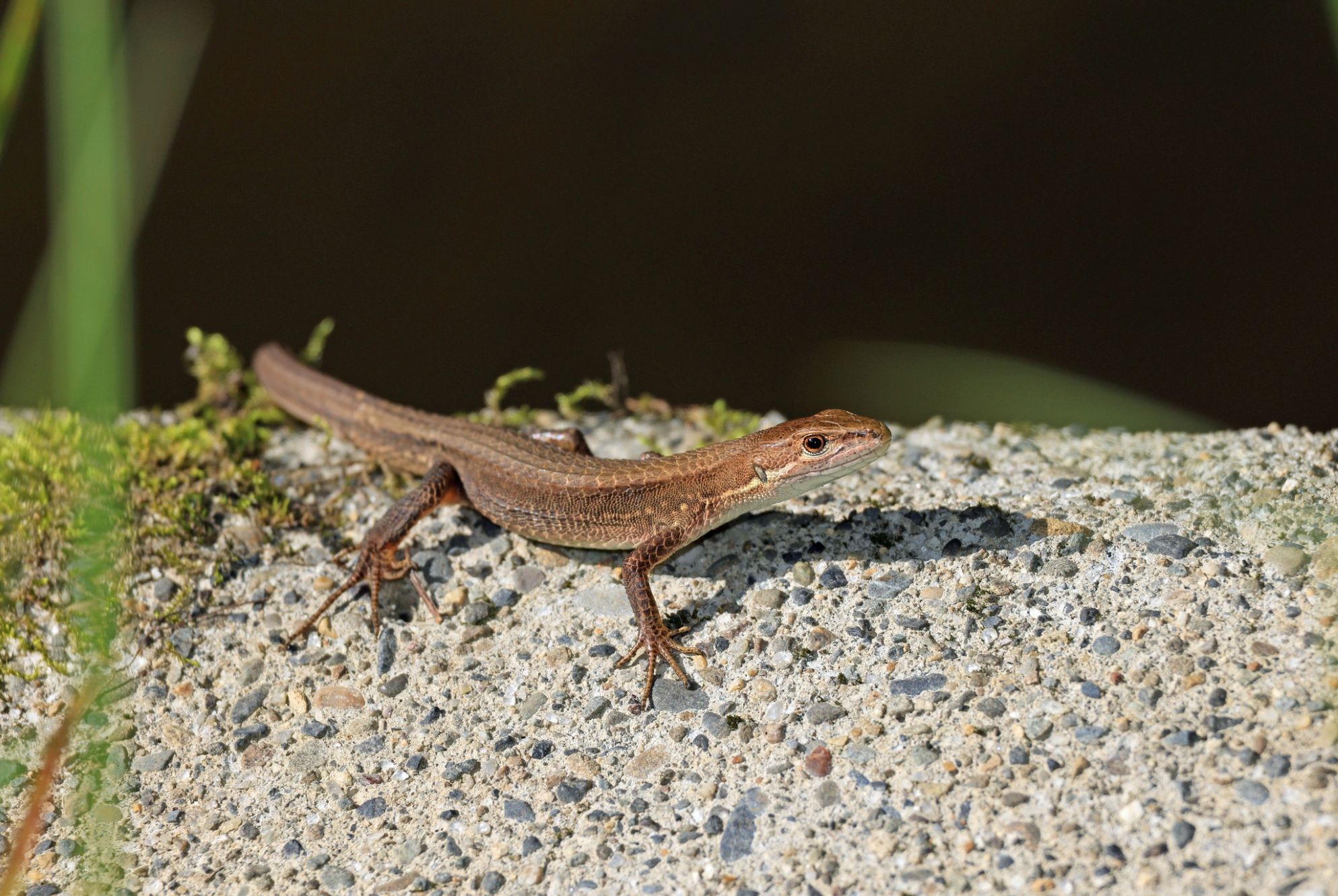 Japanese Grass Lizard.jpg